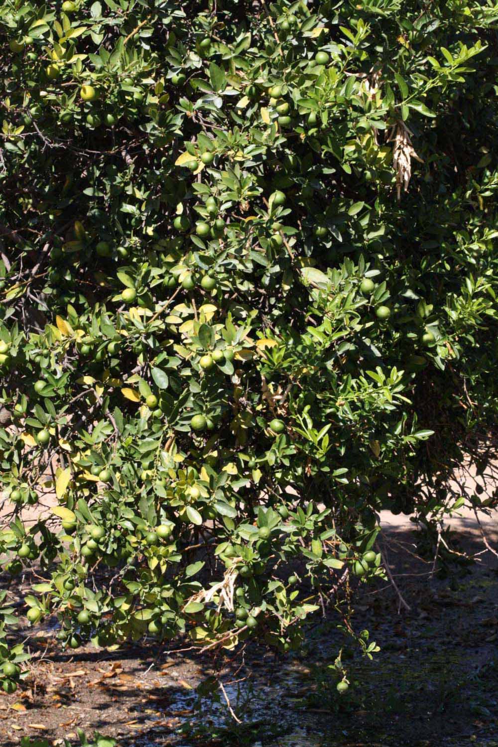            Habit (Riverside, CA)   